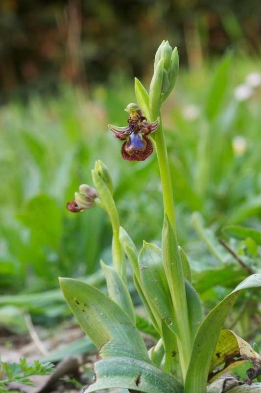 Ophrys speculum snob